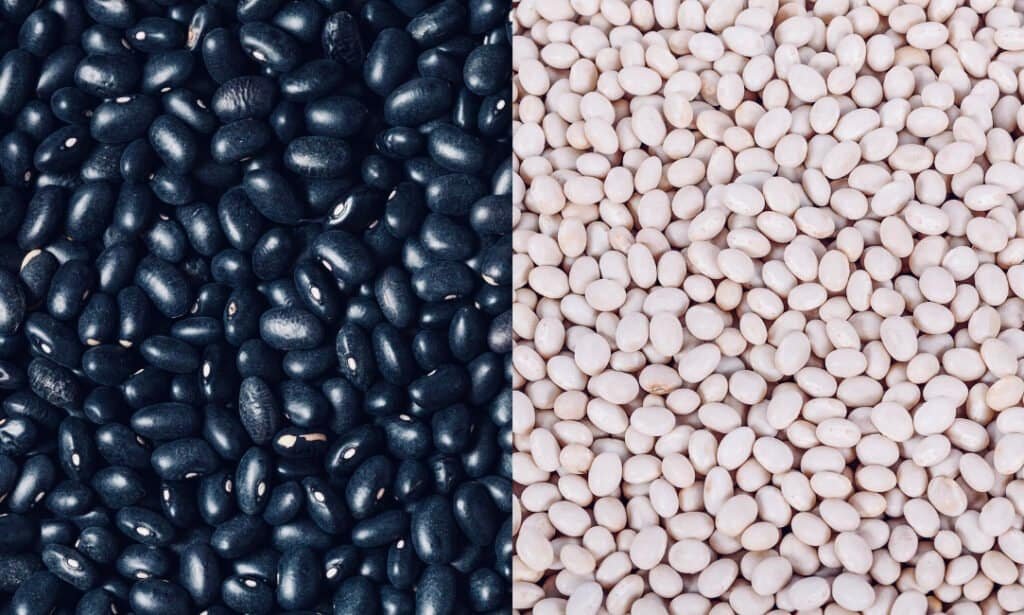 Navy beans vs black beans