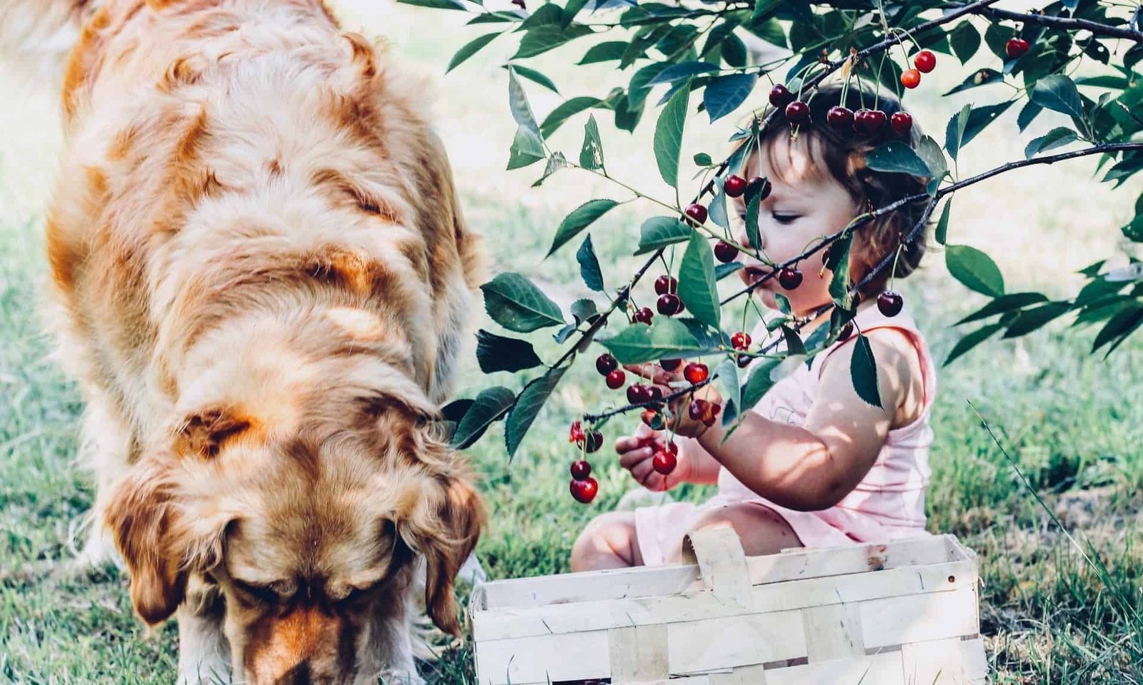 Child eating outdoors with dog